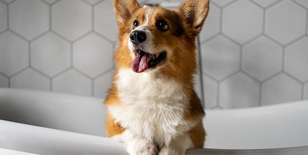 How to Keep Dogs Cool in Summer Without AC