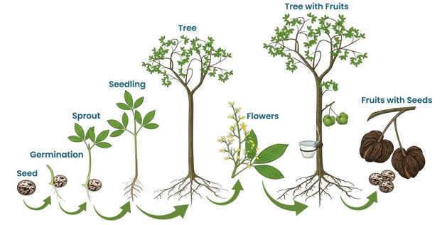 Natural rubber tree lifecycle: seed, germination, sprout, seedling, tree, flowers, tree with fruits, fruits with seeds.