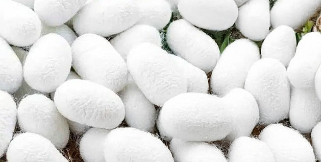 What is Mulberry Silk? 