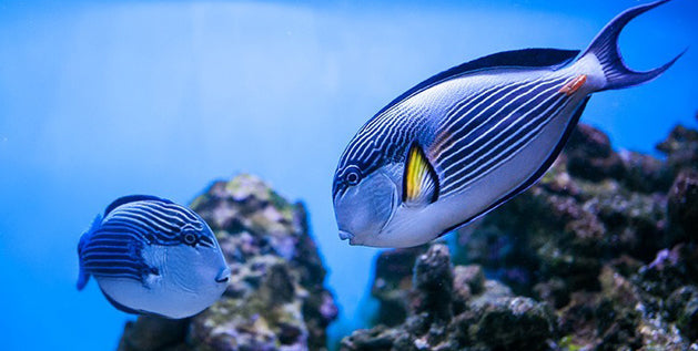 Do Fish Sleep?