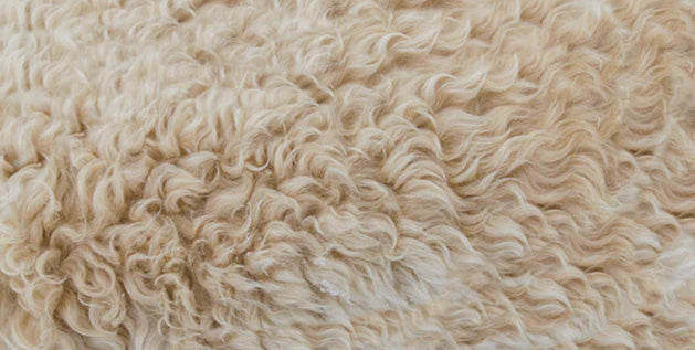 Why Organic Wool Is Not Washable