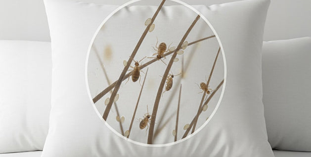 Close-up inset on a pillow shows lice and eggs on fiber strands, illustrating how lice live on pillows.