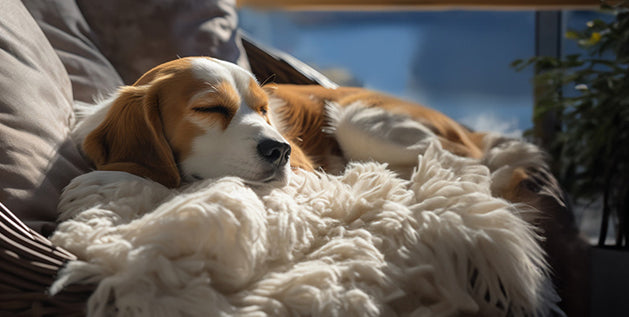 Dog Sleeping Positions