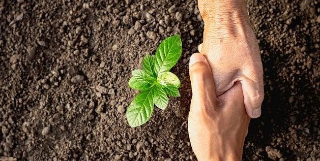 organizations that are putting the plant first