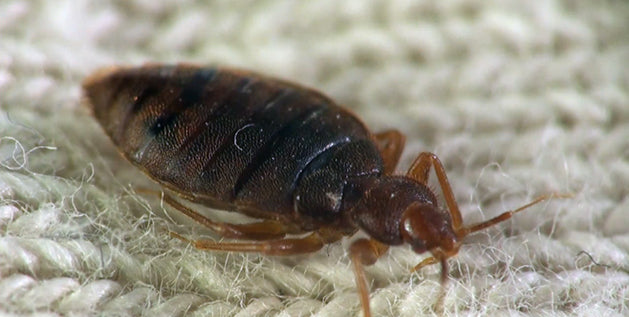 bed bugs