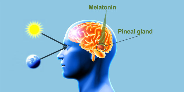 what is melatonin